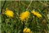 Crepis Biennis Crepis Biennis