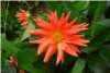 Dahlia Dahlia