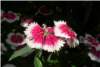 Dianthus Dianthus