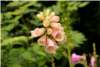 Digitalis Digitalis