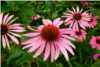 Echinacea Purpurea Echinacea Purpurea