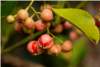 Euonymus Euonymus