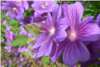 Geranium Pratense Geranium Pratense
