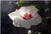 Hibiscus Hibiscus