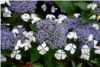 Hortensia Hortensias
