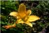 Lilium Lancifolium Lilium Lancifolium
