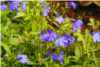 Lobelia Erinus Lobelia Erinus