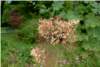 Macleaya Cordata Macleaya Cordata