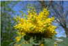 Mahonia Mahonia