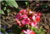Pelargonium Pelargonium