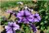 Petunia Petunia