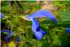 Salvia Microphylla Salvia Microphylla