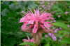 Scabiosa Columbaria Scabiosa Columbaria