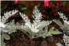 Senecio Cineraria Senecio Cineraria