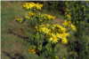 Senecio Jacobaea Senecio Jacobaea