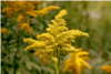 Solidago Gigantea Solidago Gigantea