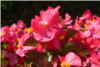 Begonia Begonia