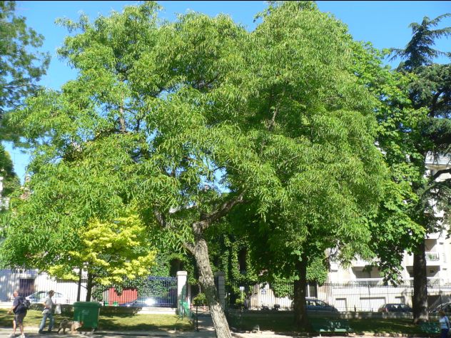 Noyer commun - Juglans regia