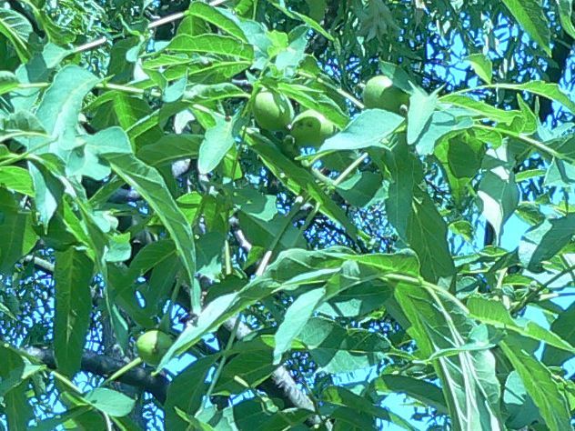 Noyer commun - Juglans regia