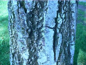 Noyer commun - Juglans regia