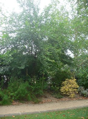 Orme - ulmus