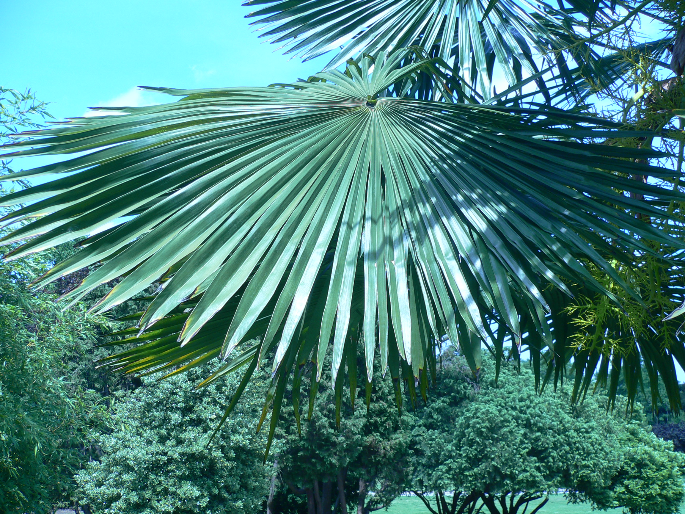 Palmier de Chine - Trachycarpus fortunei