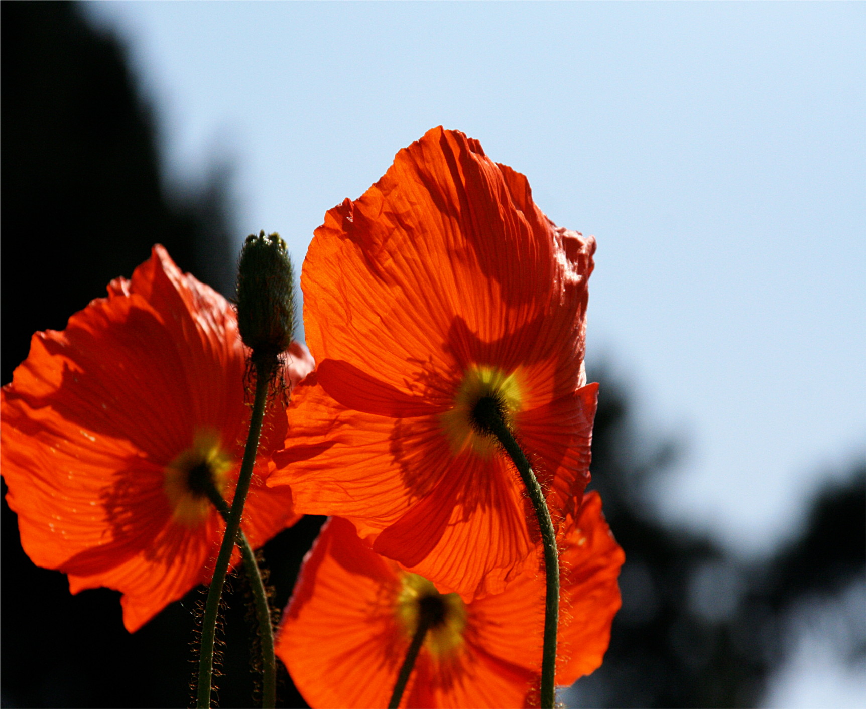 Papaver - Papaveraceae
