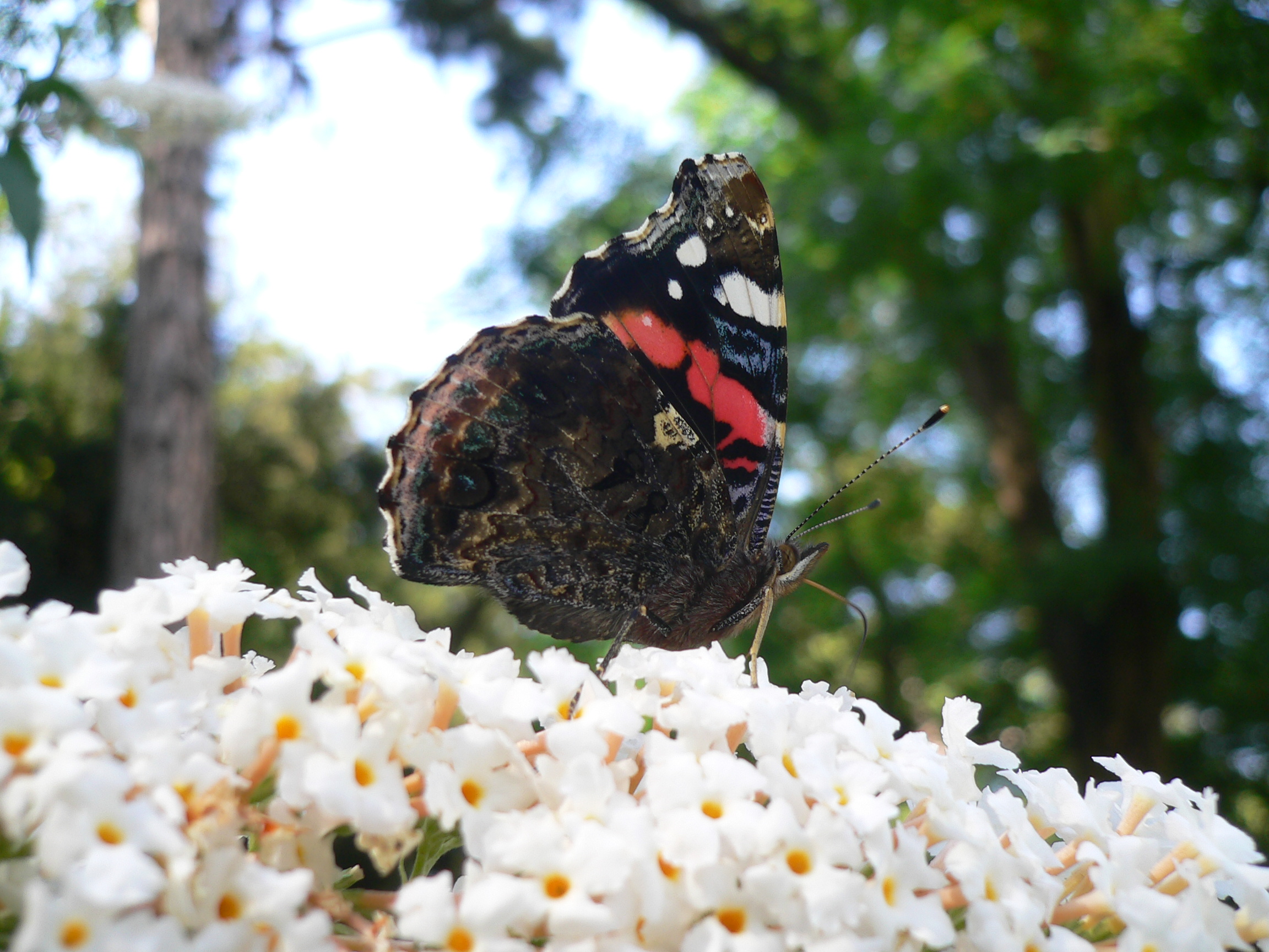 Papillon