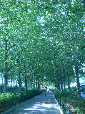 Platane Commun - Platanus Acerifoilia