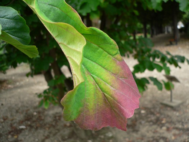 Parrotie de Perse - Parrotia persica