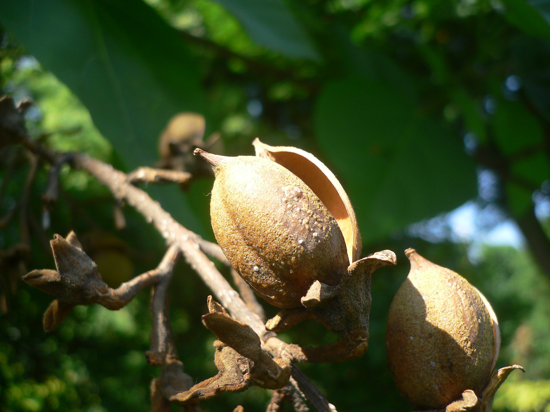 Paulownia - Paulownia tomentosa imperialis