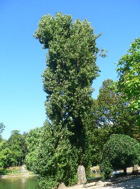 Peuplier - Populus