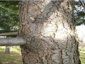 Pin pleureur de l'Himalaya - Pinus griffithii, Pinus Excelsa