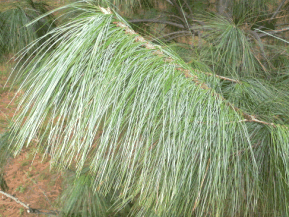 Pin pleureur de l'Himalaya - Pinus griffithii, Pinus Excelsa