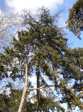Pin noir d'Autriche - Pinus nigra