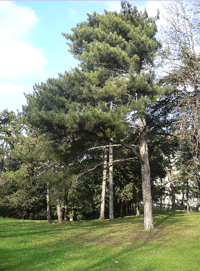 Pin noir d'Autriche - Pinus nigra