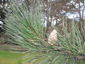 Pin noir d'Autriche - Pinus nigra