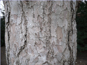 Pin noir d'Autriche - Pinus nigra