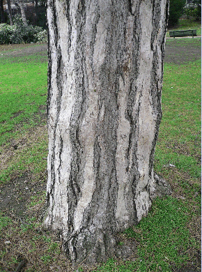 Pin noir d'Autriche - Pinus nigra