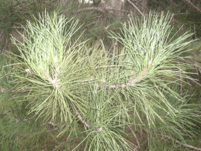 Pin noir d'Autriche - Pinus nigra