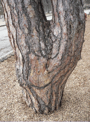 Pin noir d'Autriche - Pinus nigra