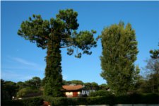 Pinus Pinaster - Pinaceae