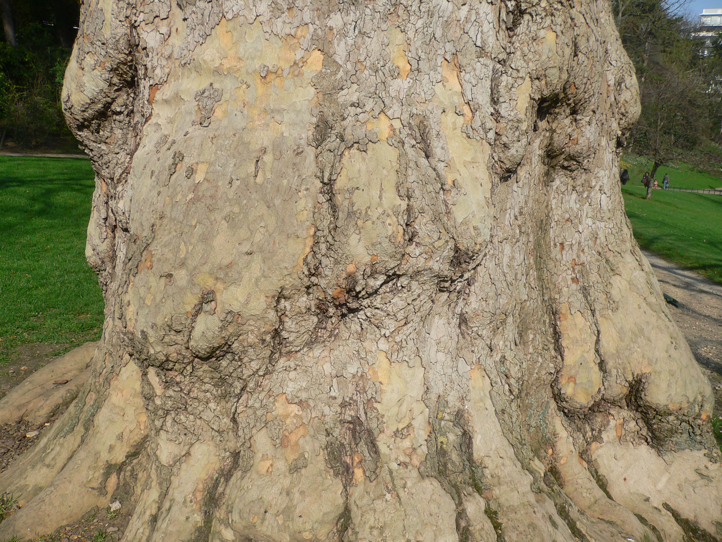 Platane Commun - Platanus Acerifoilia