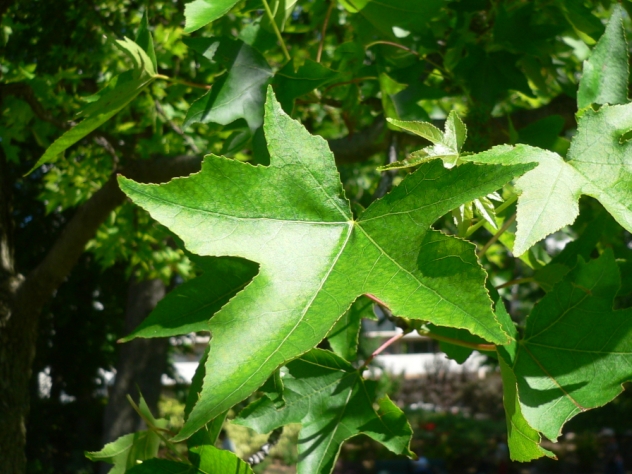 Copalme d'Amérique - Liquidambar styraciflua