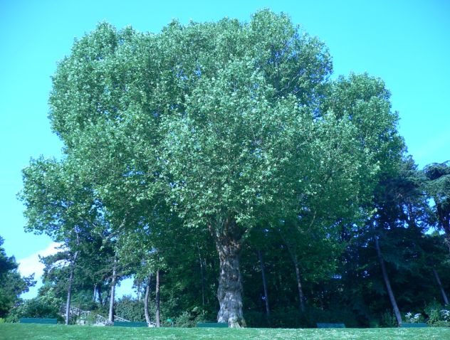 Platane Commun - Platanus Acerifoilia