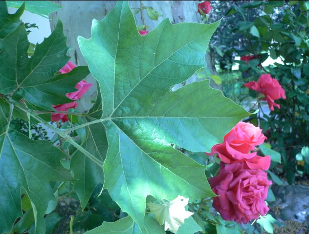 Platane Commun - Platanus Acerifoilia