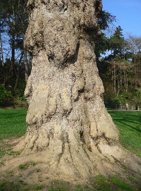 Platane Commun - Platanus Acerifoilia