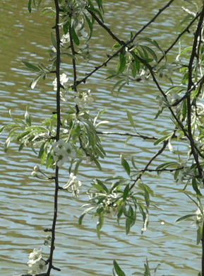 Poirier à feuilles de saule - Pyrus salicifolia