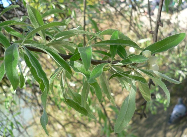 Poirier à feuilles de saule - Pyrus salicifolia