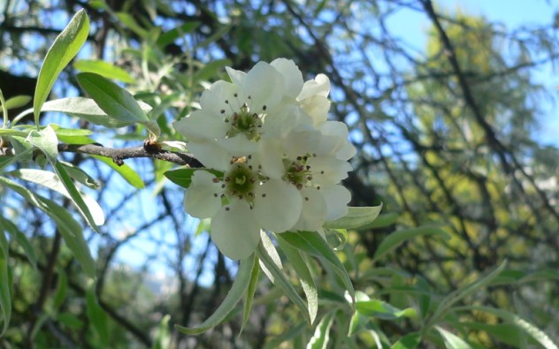 Poirier à feuilles de saule - Pyrus salicifolia